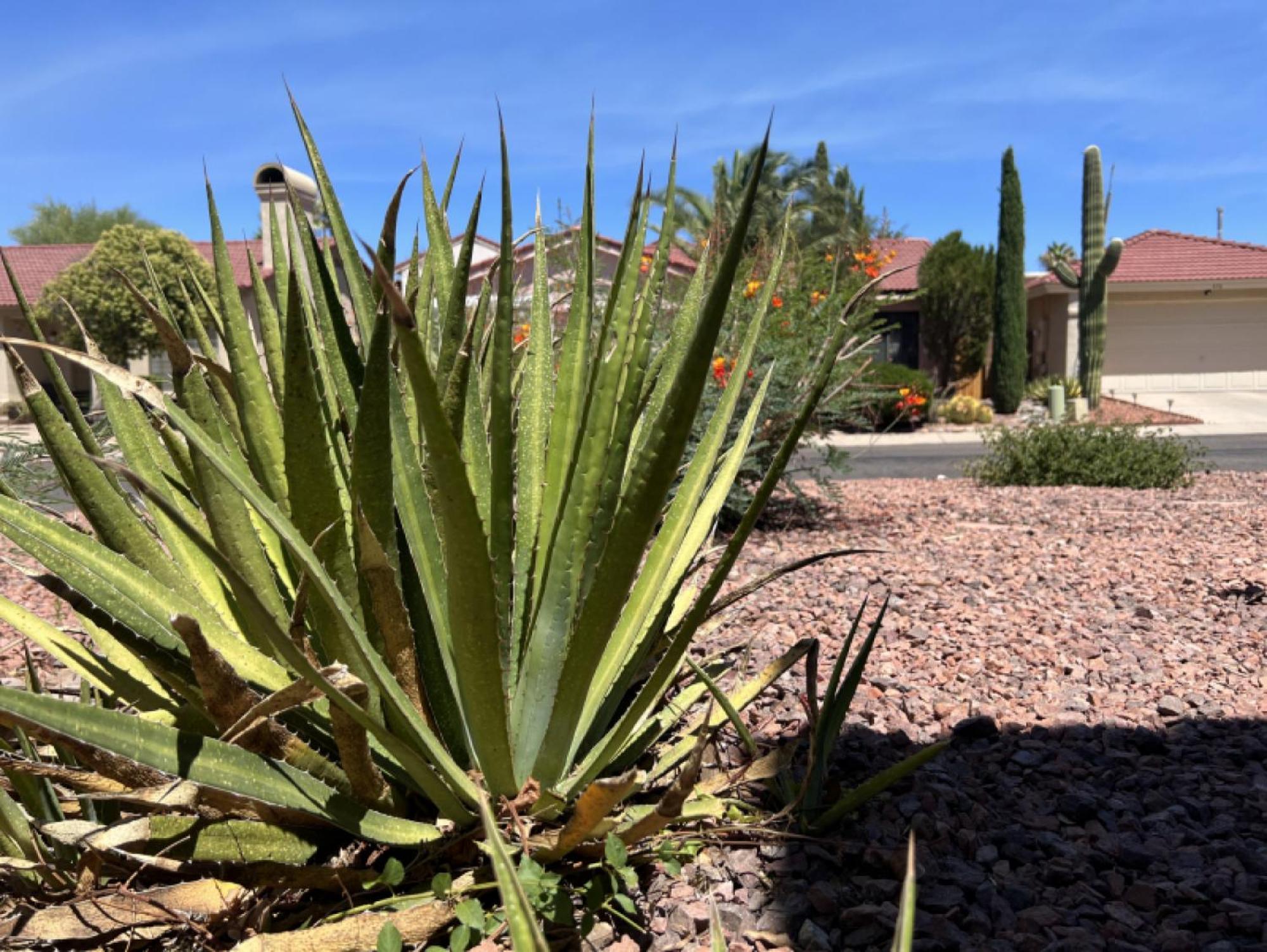 טוסון Private Home - Billiards, Mountain Views, Private Desert Access, Hoa Pool & Spa, Bbq, At Lambert Park - Bourbondale מראה חיצוני תמונה